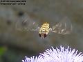 2006-0918hoverfly
